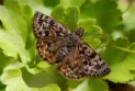 Endangered butterfly spotted in southwestern Ontario for the first time in 3 decades