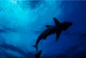 Egypt: Shark attacks two female tourists in the Red Sea