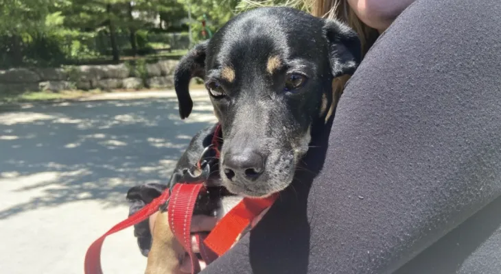 Lost dog coming from the Dominican Republic at Toronto Pearson International for 21 hours