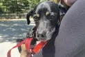 Lost dog coming from the Dominican Republic at Toronto Pearson International for 21 hours