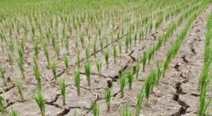 Ontario: Drought threatens agricultural crops
