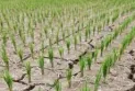 Ontario: Drought threatens agricultural crops