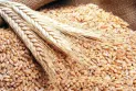 Despite the war.. Ukraine announces the launch date of the first grain shipment to the world