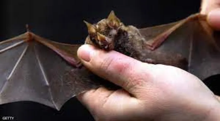 A fungal disease affecting bats poses a risk in Saskatchewan