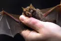 A fungal disease affecting bats poses a risk in Saskatchewan