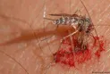 Ontario city increases West Nile virus risk index after mosquito test results came back positive