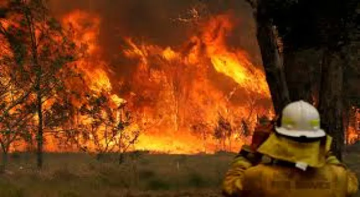 An abandoned cart causes a forest fire outbreak