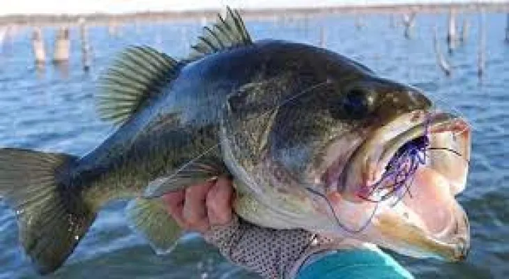 New Brunswick group launches invasive fish removal in the Miramichi area