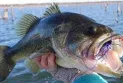 New Brunswick group launches invasive fish removal in the Miramichi area