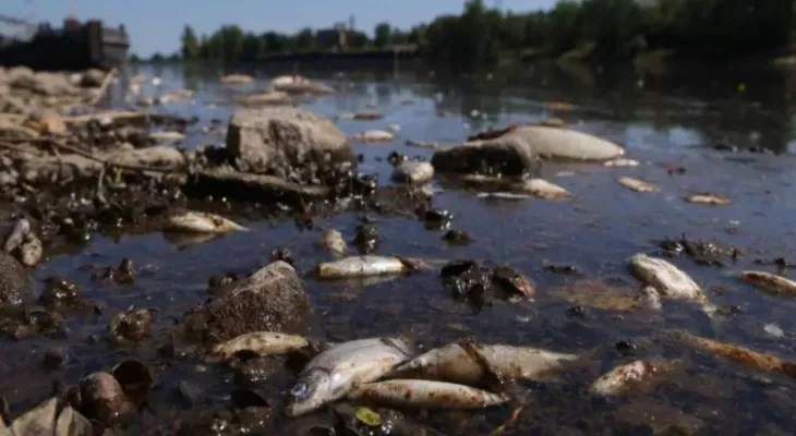A new environmental disaster causes the death of a large number of fish