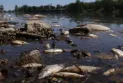 A new environmental disaster causes the death of a large number of fish