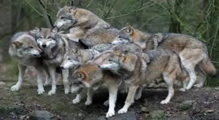 Temporary closure of the Greater Vancouver Zoo after wolves escaped from it