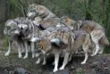 Temporary closure of the Greater Vancouver Zoo after wolves escaped from it