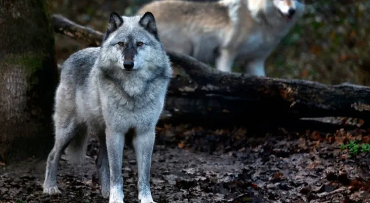 Release of wolves from Greater Vancouver Zoo