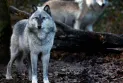 Release of wolves from Greater Vancouver Zoo