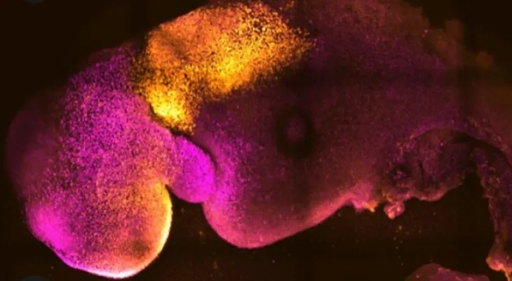 Scientists use stem cells to produce synthetic mouse embryos