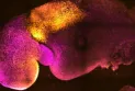 Scientists use stem cells to produce synthetic mouse embryos
