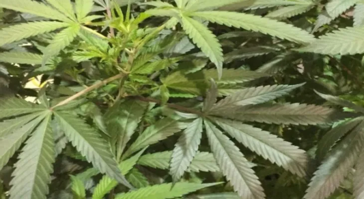 8 home raids in 5 months at licensed cannabis farms in Abbotsford