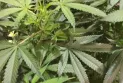 8 home raids in 5 months at licensed cannabis farms in Abbotsford
