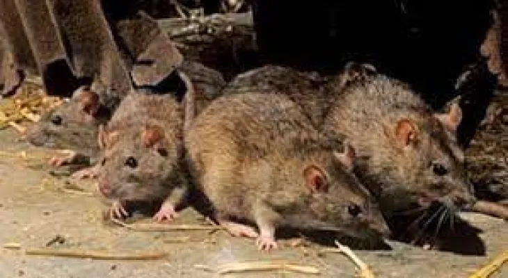 Ottawa is among the areas with the highest number of rat complaints in 2022