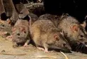 Ottawa is among the areas with the highest number of rat complaints in 2022