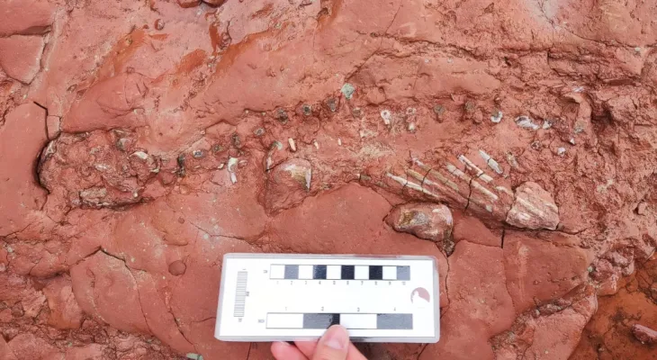 Discovery of a 300-million-year-old skeleton on a P.E.I. beach
