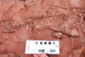 Discovery of a 300-million-year-old skeleton on a P.E.I. beach