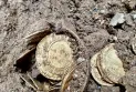 Finding a historical treasure worth 290 thousand US dollars under kitchen floorboards