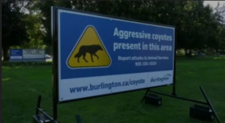 Another person was bitten by a wolf in Burlington where the seventh unprovoked attack was reported.