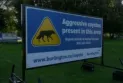Another person was bitten by a wolf in Burlington where the seventh unprovoked attack was reported.