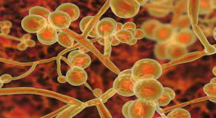 First appearance of the deadly fungus in Quebec