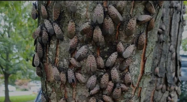 Canadian Food Inspection Agency sounds the alarm as the spotted lanternfly approaches the border