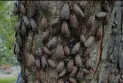 Canadian Food Inspection Agency sounds the alarm as the spotted lanternfly approaches the border