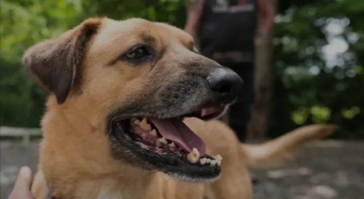 Canada closes its borders to dogs from more than 100 countries due to rabies concerns