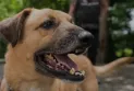 Canada closes its borders to dogs from more than 100 countries due to rabies concerns