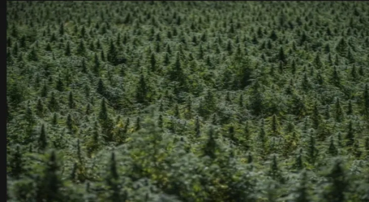 The Federal Court rejected a lawsuit filed by an Ontario farmer against the Canada Revenue Agency for 10 million dollars.