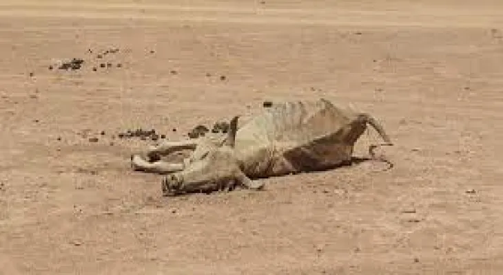 UN Secretary-General: The world is engaged in a life-or-death struggle against drought and a "climate chaos"