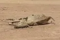 UN Secretary-General: The world is engaged in a life-or-death struggle against drought and a "climate chaos"