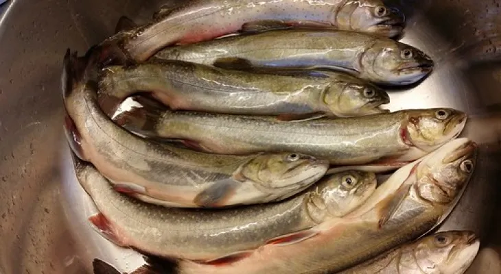 The environment commissioner warns against failing to protect commercially valuable fish