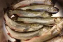 The environment commissioner warns against failing to protect commercially valuable fish