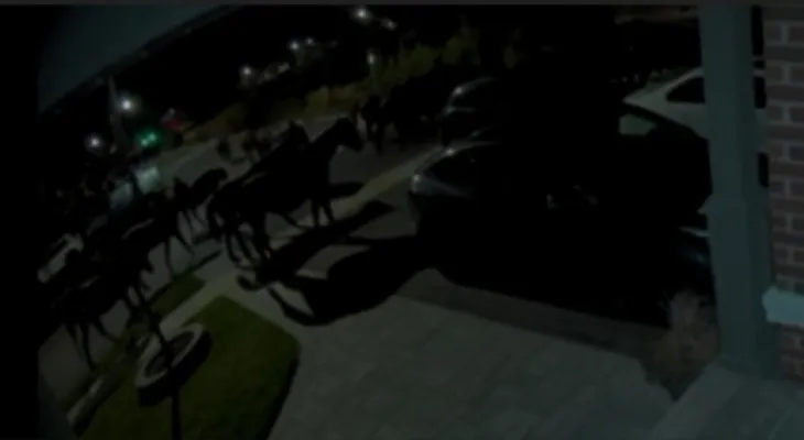 Death of a 60-year-old man after colliding with a herd of escaped horses near Newmarket