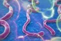 Ugandan health: Canada's vaccine effective against the latest Ebola strain