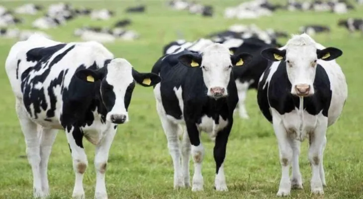 Transmits to humans.. Bacteria that do not die in the meat of a global burger restaurant