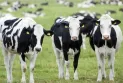 Transmits to humans.. Bacteria that do not die in the meat of a global burger restaurant