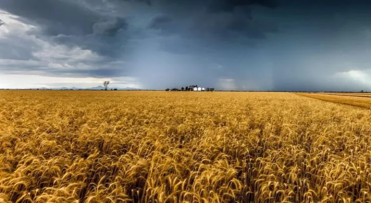 Australian wheat is a victim of the climate, and the world's food urgently calls for rescue.