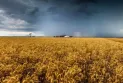 Australian wheat is a victim of the climate, and the world's food urgently calls for rescue.