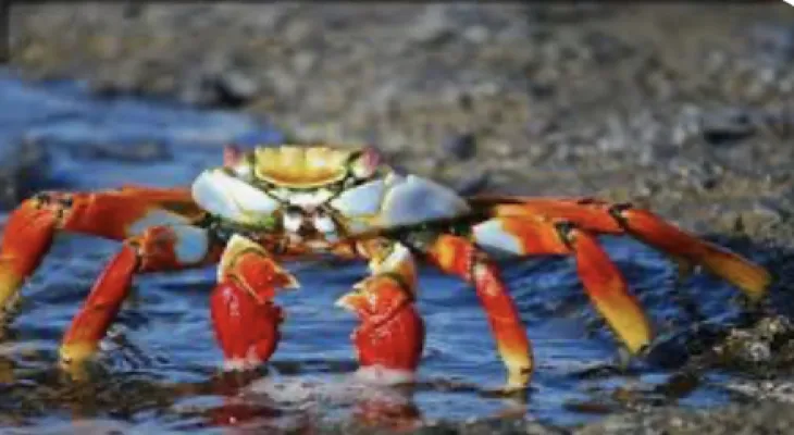 Crab mentality