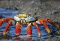 Crab mentality