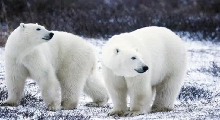 Canada: Due to climate change, polar bear numbers are shrinking