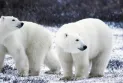 Canada: Due to climate change, polar bear numbers are shrinking